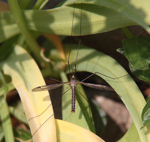 Tipulidae da id